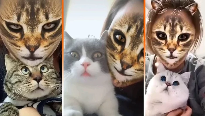 Cats react to Tik Tok app - Tiktok, cat, Reaction, Eyes, My master is an idiot