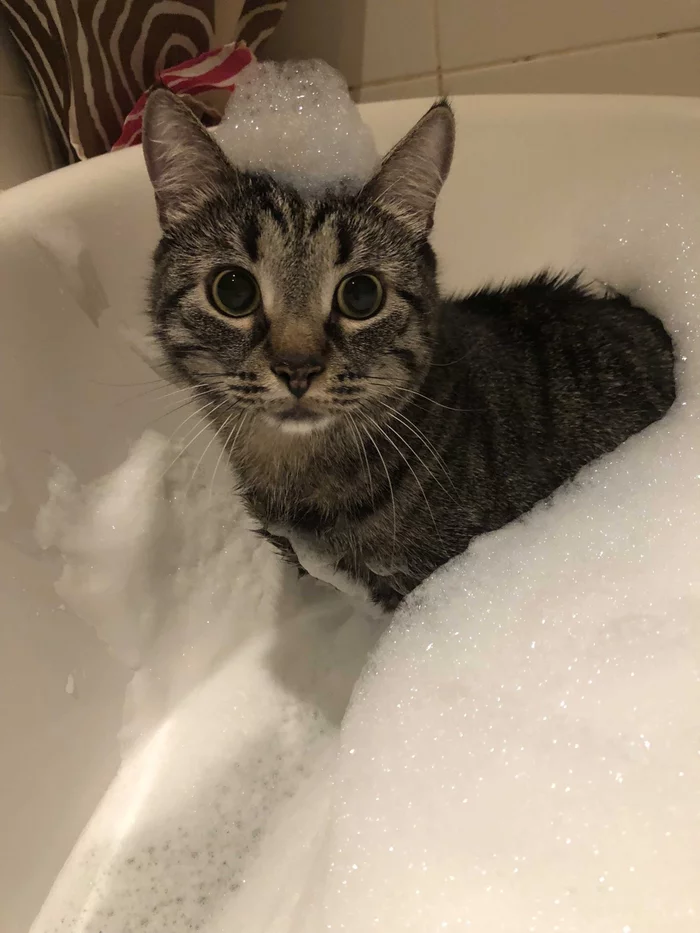 When you really like to swim - My, cat, Foam, Bath, Longpost