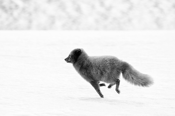 Грациозный бег песца ^.^