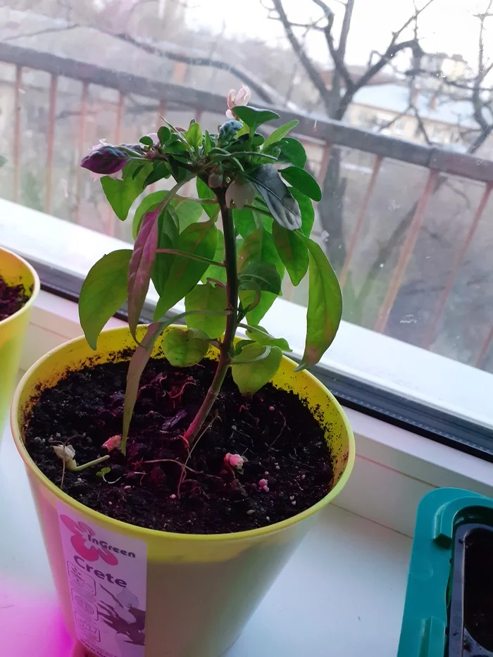 Peppers don't grow - My, Hot peppers, Gardening, Longpost