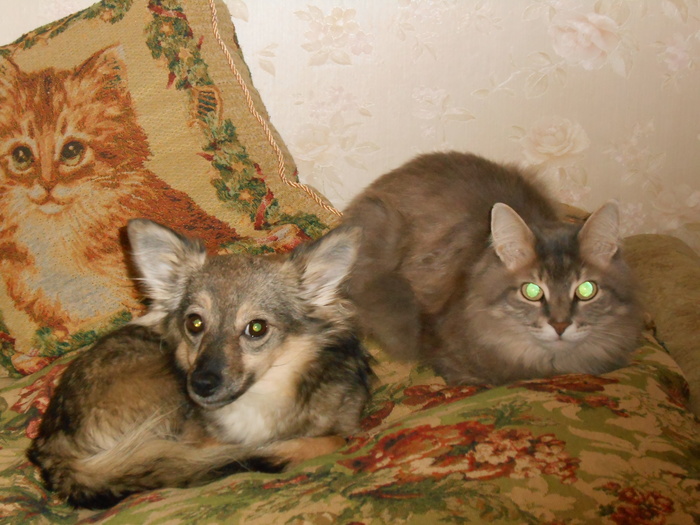 Когда Кот и Собака о чём то договорились