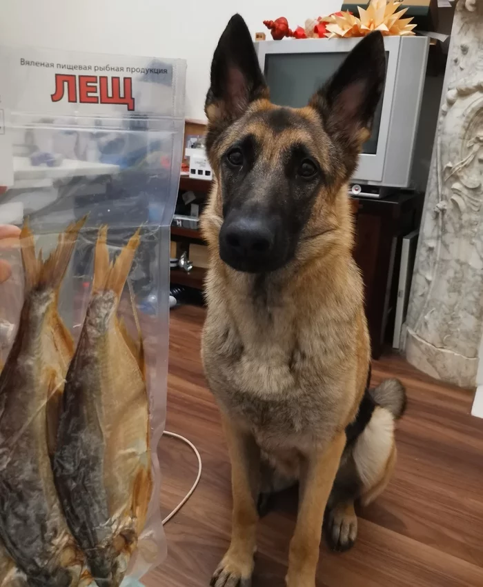 When you really want bream - My, Dog, German Shepherd, Bream, Excerpt