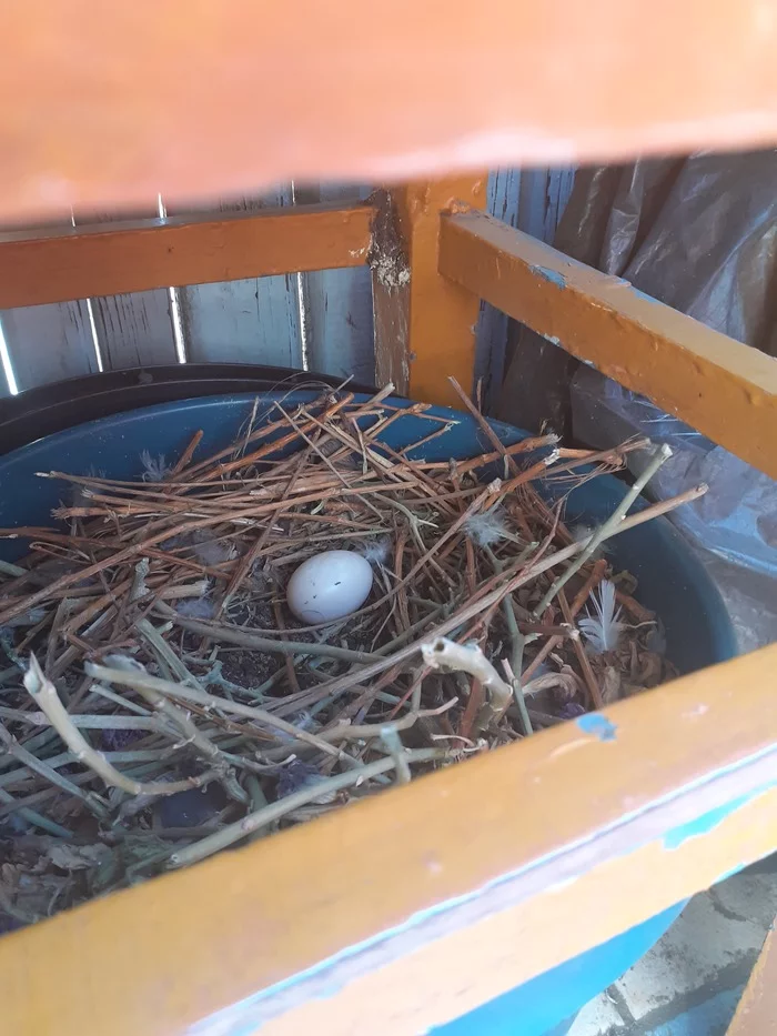 The dependent is growing... - My, Pigeon, Balcony, Dependent, Nest, Longpost