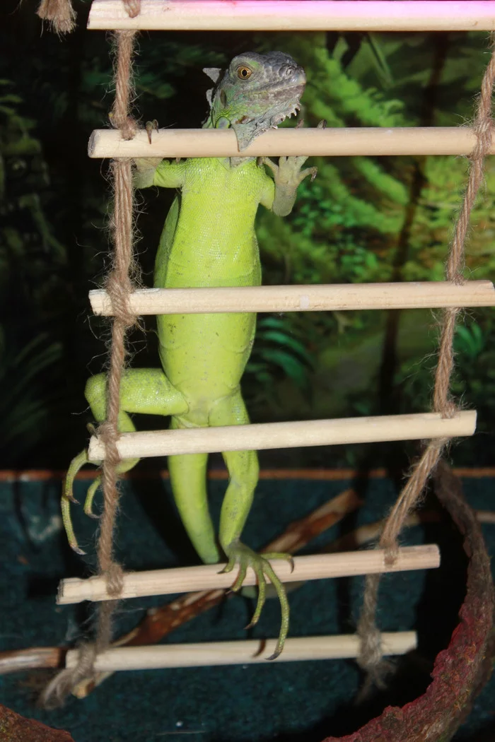 Why are you looking at me like that?! - My, Green Iguana, Reptiles, Reptiles at home, Exotic animals, Longpost