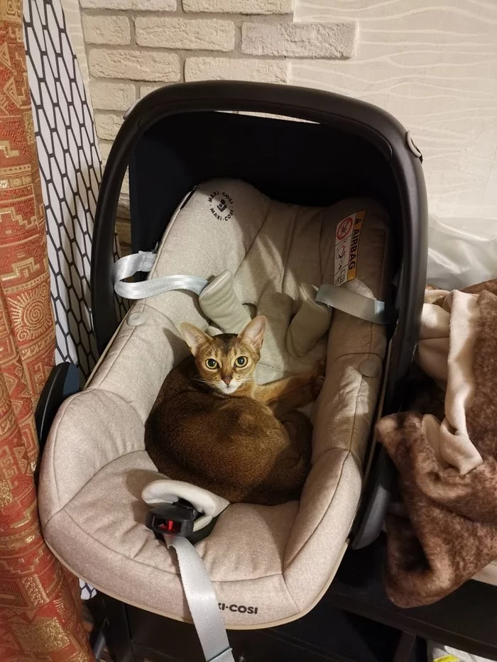 I am placing an Abyssinian cat in the good hands of experienced owners - Longpost, Help, No rating, Moscow, Abyssinian cat, cat, In good hands, My