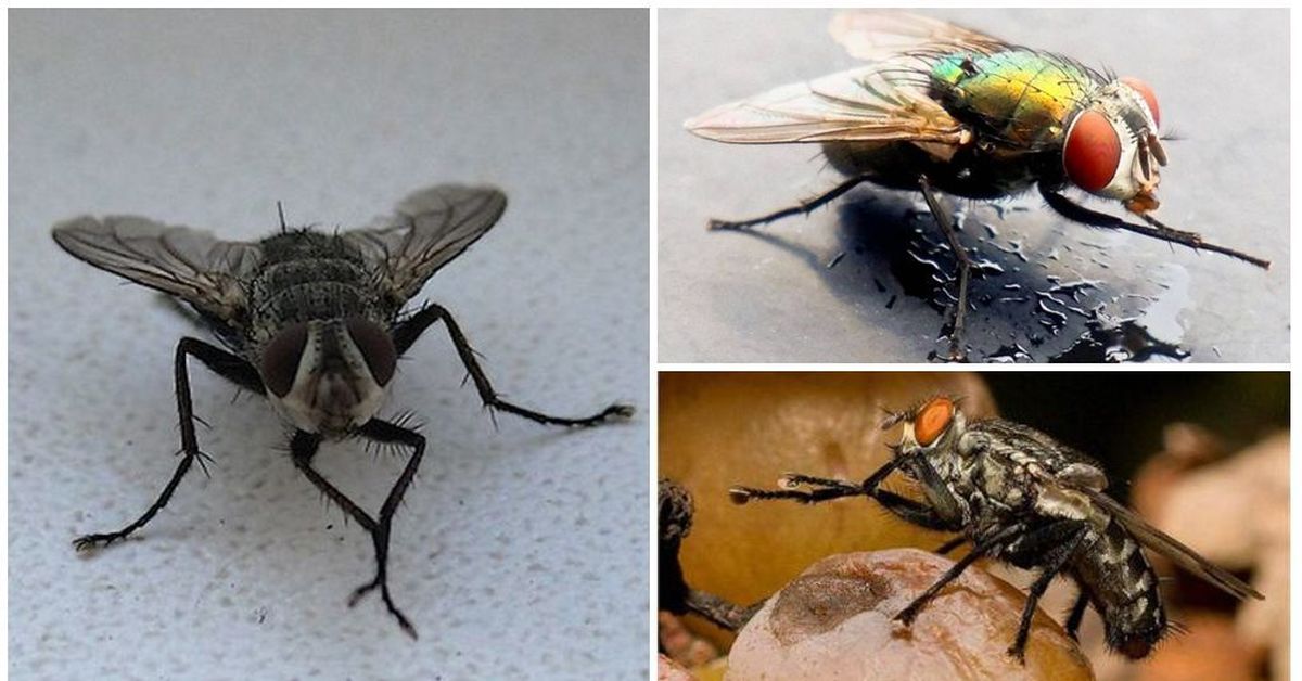 Потирают мухи. Лапки мухи. Муха потирает лапы. Муха Трет лапки. Почему мухи потирают лапы.