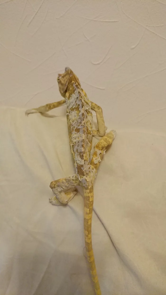 Chameleon during molting - My, Pets, Care and maintenance, Lizard, Chameleon, Molting, Longpost