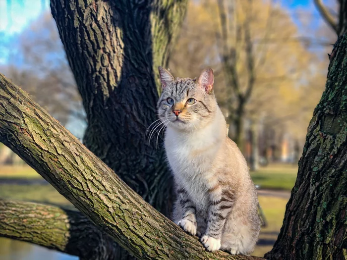 Our oblique - My, cat, Strabismus, Animals