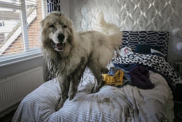 The owner's joy - Dog, Large Pyrenean Dog, Longpost