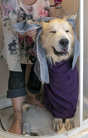 The owner's joy - Dog, Large Pyrenean Dog, Longpost