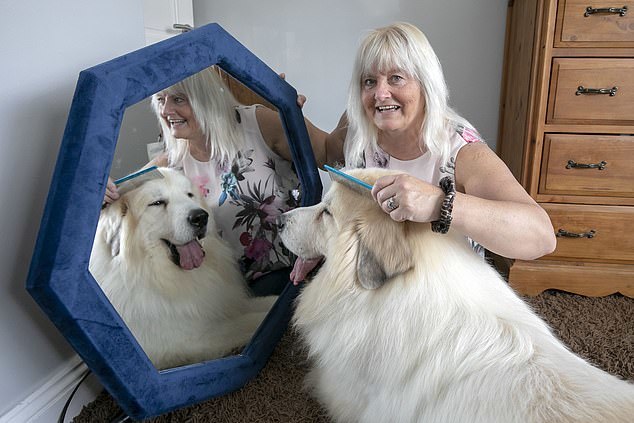 The owner's joy - Dog, Large Pyrenean Dog, Longpost