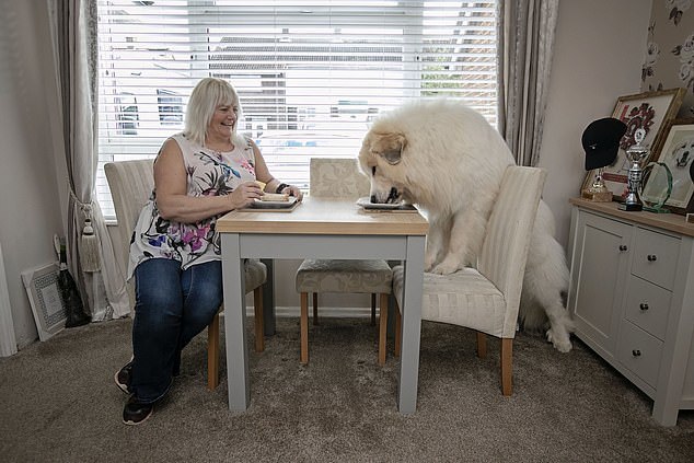 The owner's joy - Dog, Large Pyrenean Dog, Longpost