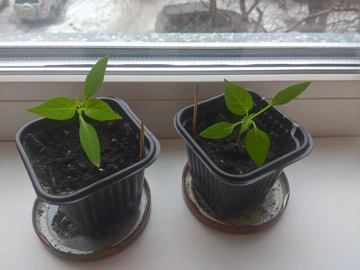 My sharp firstborns - My, Hot peppers, Landing, Seedling