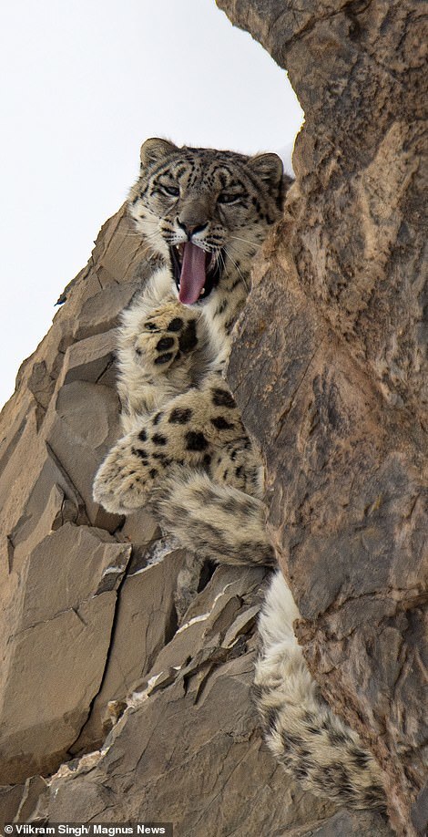 Mother snow leopard with 18-month-old 'kittens' in the Himalayas - Snow Leopard, Grace, Longpost, Big cats