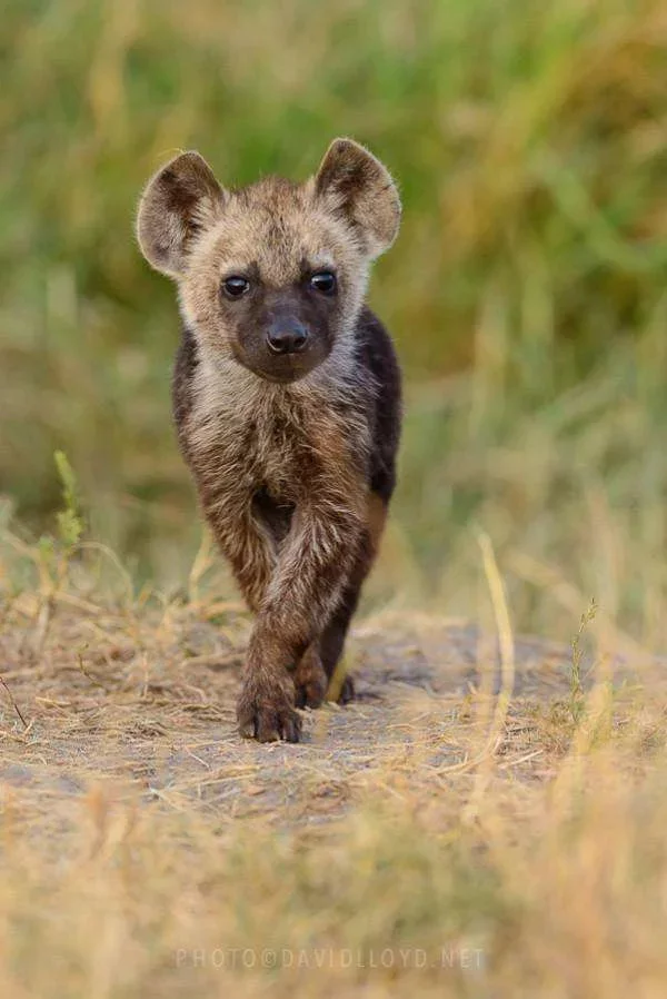 Unrecognized beauties - Hyena, Spotted Hyena, Striped hyena, Informative, Wild animals, beauty, Longpost, Brown hyena