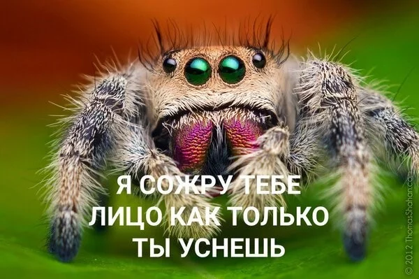 How to overcome Arachnophobia - My, Phobia, Fear, Arachnophobia, Arachnids, Spider, Longpost