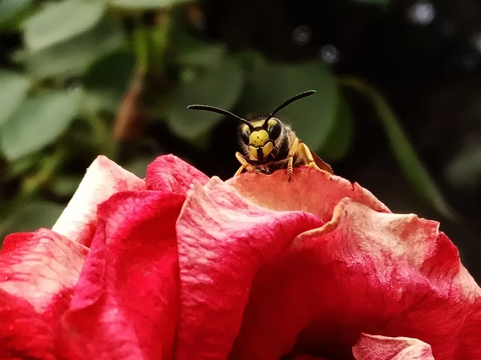 Very proud os - My, Wasp, Xiaomi, Mobile photography