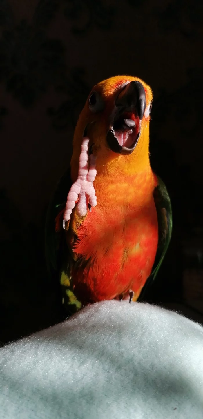 Say AAAAAAAAA - My, Aratinga Endaya, Parakeet, A parrot