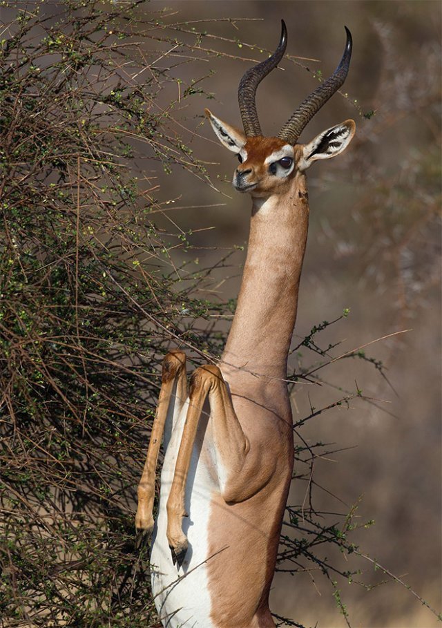 Standing gazelles or antelopes) - Animals, Gazelle, Longpost, Giraffe Gazelle