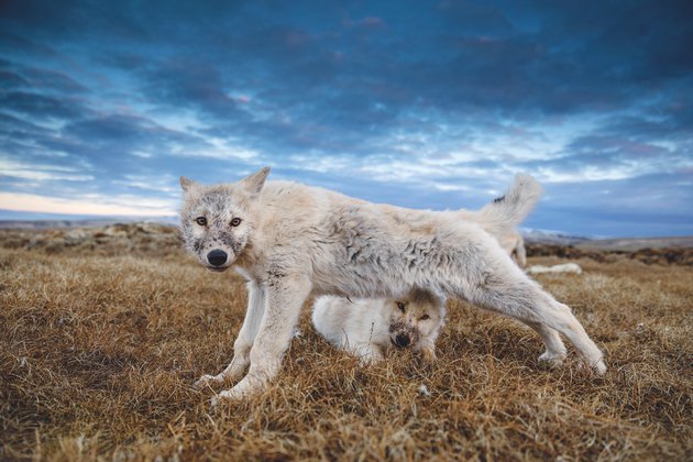 Polar wolves: extreme adventurers of the Arctic - Polar Wolves, The national geographic, Animals, Longpost