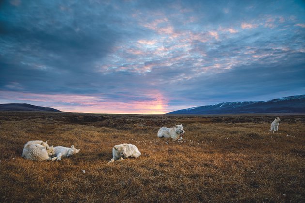 Polar wolves: extreme adventurers of the Arctic - Polar Wolves, The national geographic, Animals, Longpost