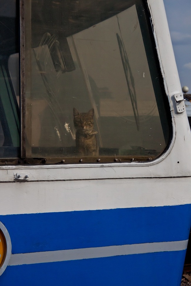 Kotoshinist - My, cat, Locomotive, Driver, Driver assistant