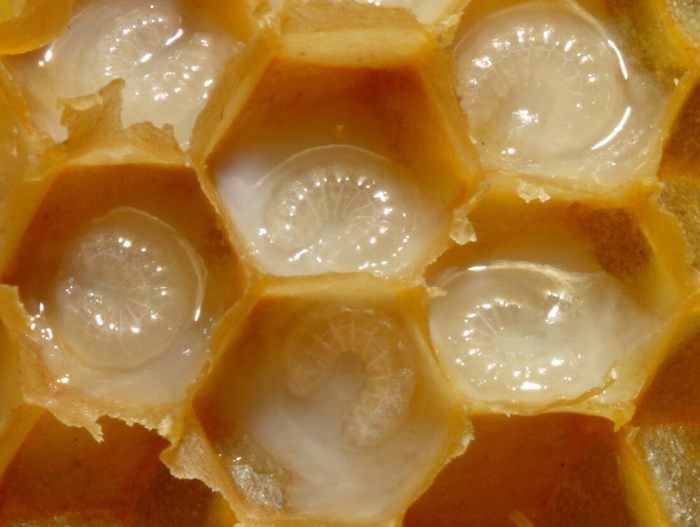 Как я стал пчеловодом #3 Как развиваются личинки Пчелы, Матка, Трутни, Длиннопост