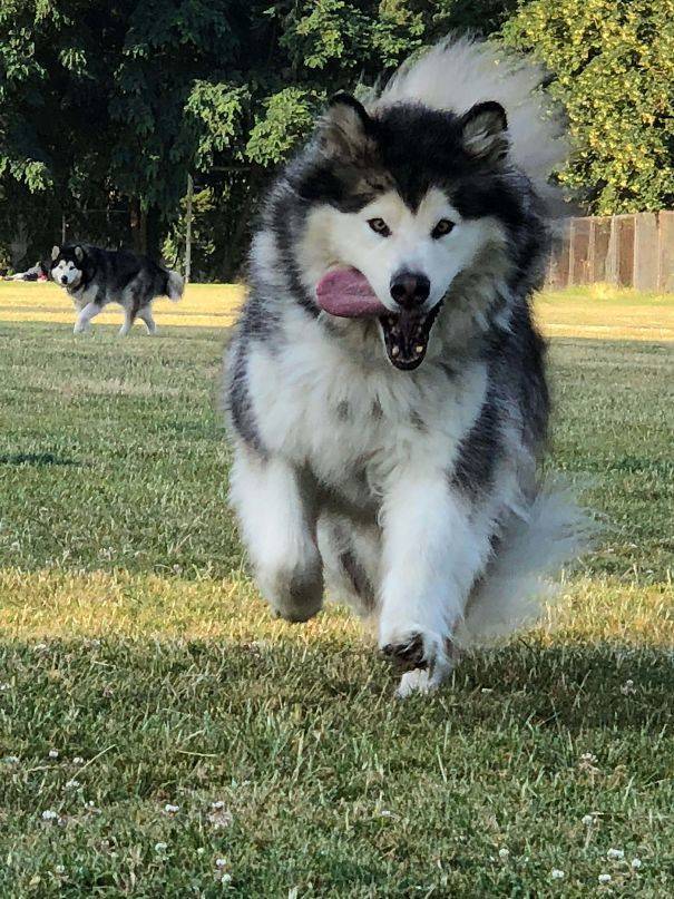 Malamute runs - the ground shakes - Alaskan Malamute, Tygydyk, Dog, The photo