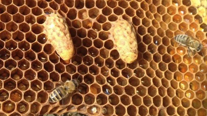 Как я стал пчеловодом #3 Как развиваются личинки Пчелы, Матка, Трутни, Длиннопост