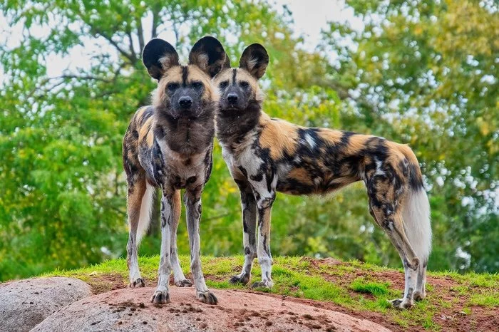 Meet the wild dogs - Hyena dog, Hyena, Informative