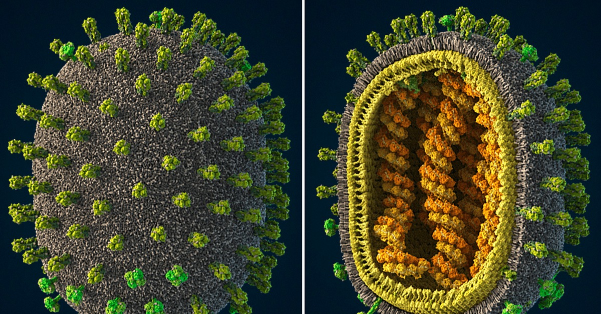 Геном гриппа. Возбудитель гриппа Orthomyxoviridae. Вирус гриппа вирусология. Псевдовирусы вирусология. Вирион гриппа.