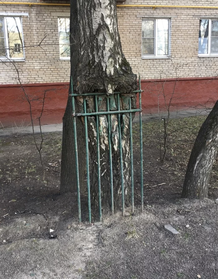 Природа берет свое - Моё, Природа, Забор, Дерево