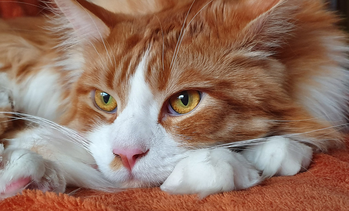     , -,  , , 