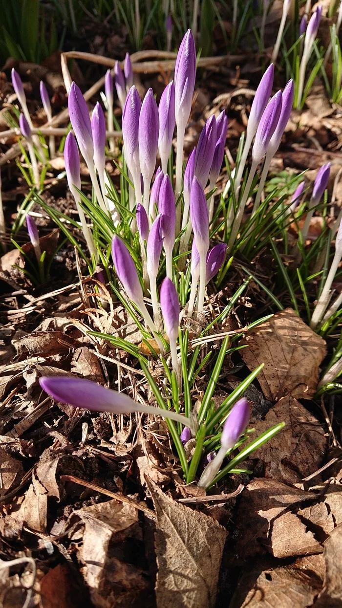 Revival of life - My, Spring, Saint Petersburg, Flowers, crocuses