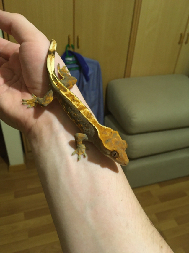 My first pet. The pod has grown - My, Ciliated banana-eater, Gecko, Pets, Exotarium, Longpost