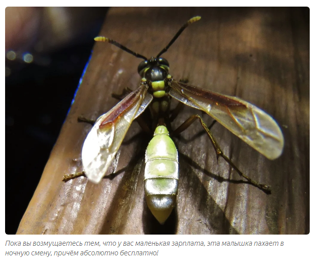 Paper Wasps: A Flower of Seething Hate in the Woods - Wasp, Animals, Yandex Zen, Longpost, Story, Insects