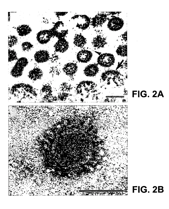 The US government isolated the coronavirus SARS-CoV in 2003 - Coronavirus, Patent, The science, Biology, Virus, Genome, Longpost