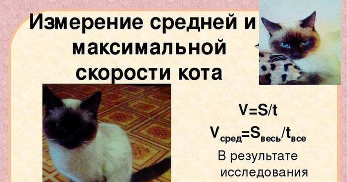 У меня живет культурный кот speed. Средняя скорость кота. Максимальная скорость кота. Какая самая максимальная скорость у котов. Измерение котов.