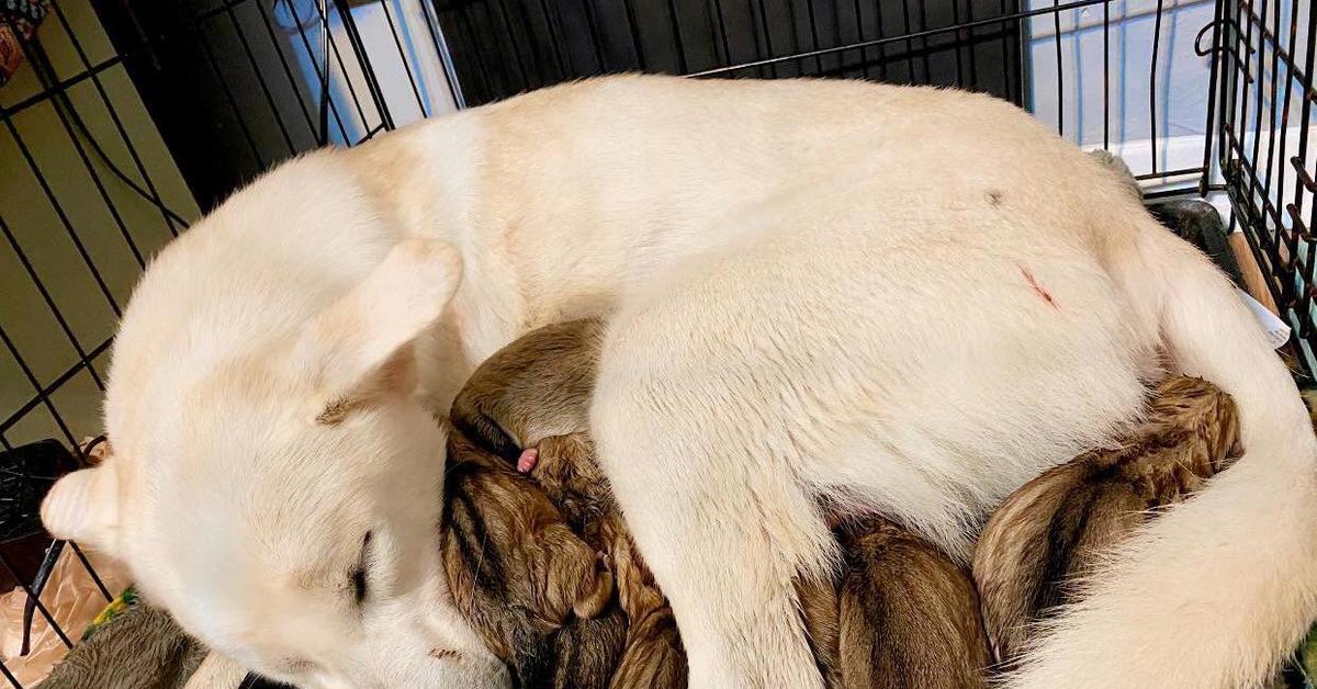 Почему мама собака. Собака-мама. Уставшие мамы животные. Щенки с мамой. Заботливая собака.
