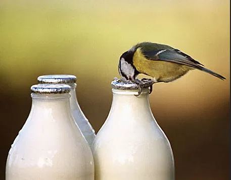 Tits and milk - Birds, Nature, Tit, Dolnik, Ethology