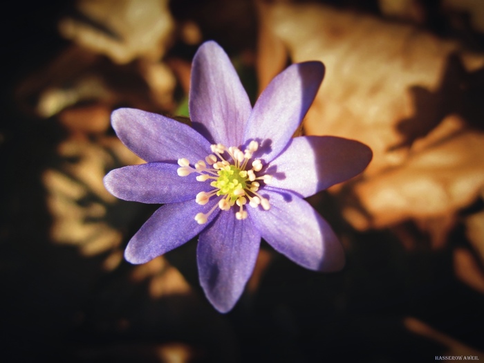 Весенний первоцвет