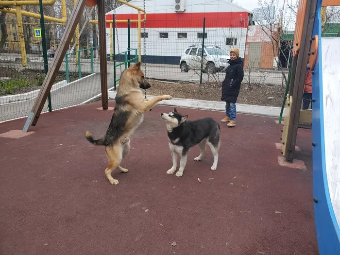 Dog Waltz - My, Husky, Dog, Dancing, Longpost