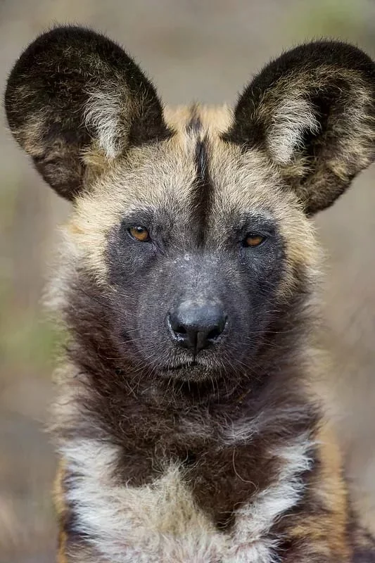 When you are both a Painted Wolf and a Wild Dog - Hyena dog, Animals, Informative, Sad humor