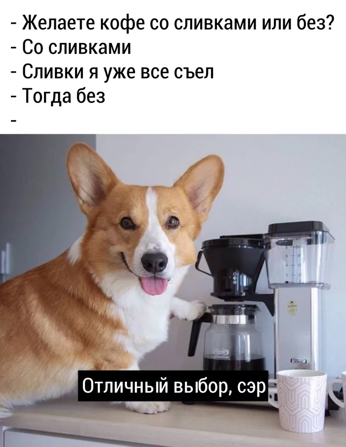 Good coffee and interesting service - Dog, Picture with text, Corgi