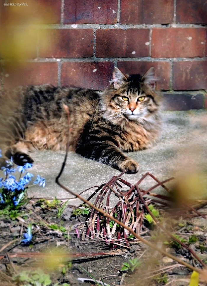 Spring cat photo - My, cat, The photo, Spring, Mustachioed - Striped, Pets, Animals, Catomafia