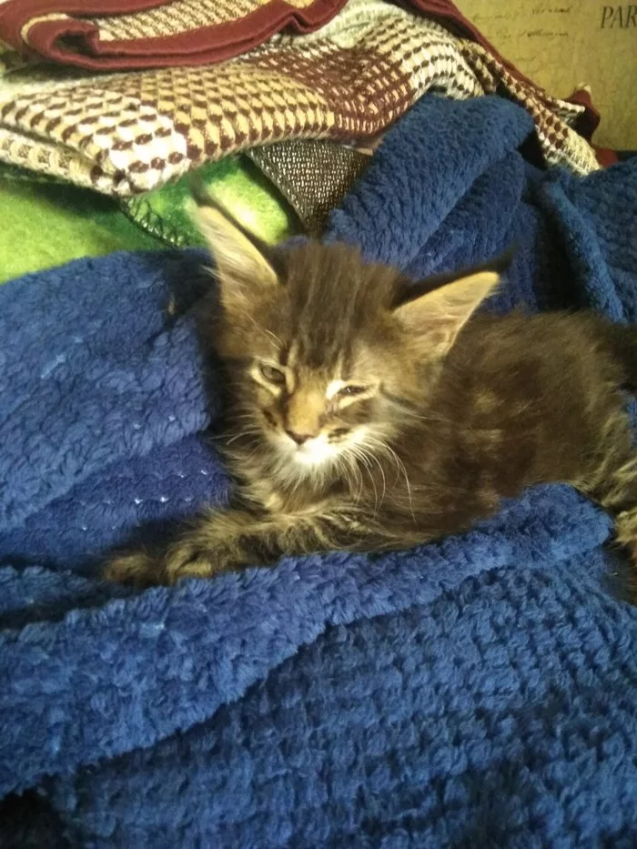 Таська 1.5 мес. мейкунчик - Мейн-кун, Длиннопост, Кот