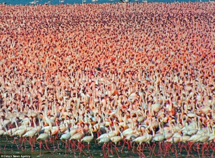 Lake Natron - Lake, Natron, Flamingo, Nature, Tanzania, Africa, Birds, Longpost