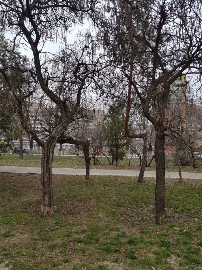 Синхронно кривые деревья | Пикабу