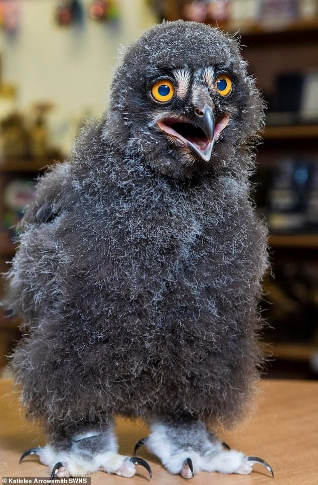 Owl-seller - Owl, Young, Milota, Longpost, Chick