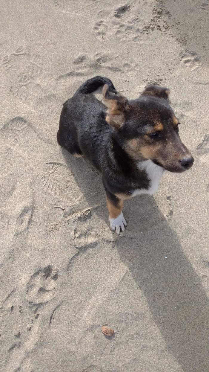 Puppy found, owner needed - Lost, Dog, Found a dog, Krasnodar, Longpost, In good hands, No rating